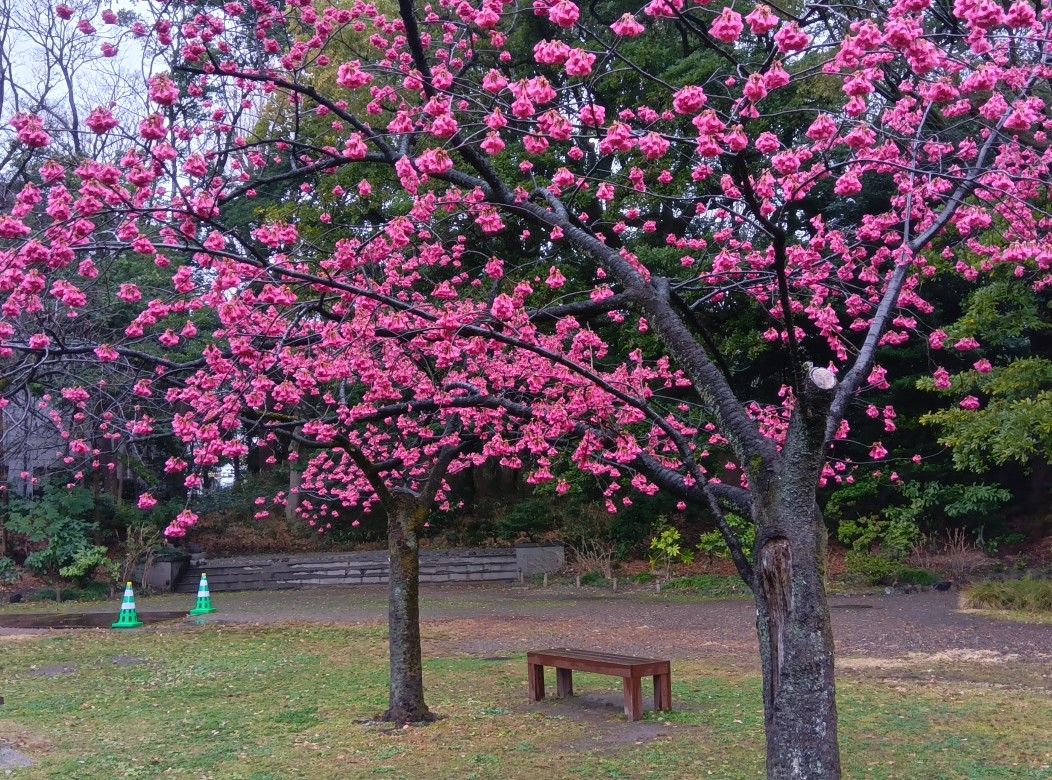 KiyosumiTeien's tweet photo. 今日は雨降りですが 自由広場にある #カンヒザクラ が満開です🌸このお花も「集まれ～」って感じで きゅうきゅうにくっつき合ってぶら下がってます🍒半開状に垂れ下がって咲くのが特徴です😮
#東京 #江東区
#清澄白河 #大江戸線 #半蔵門線
#清澄庭園 #寒緋桜 https://t.co/bcZmWxRTDT