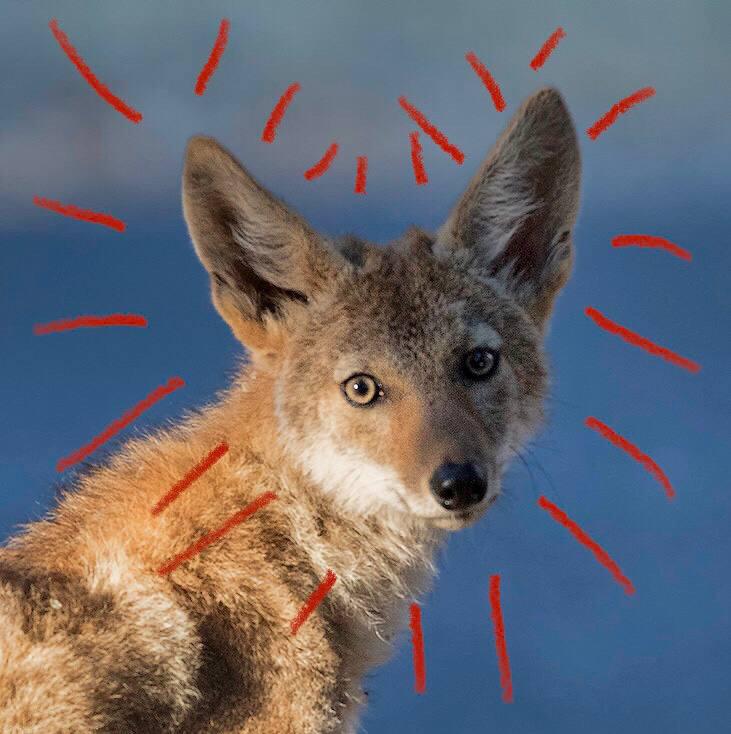 OnlyYotes tweet media