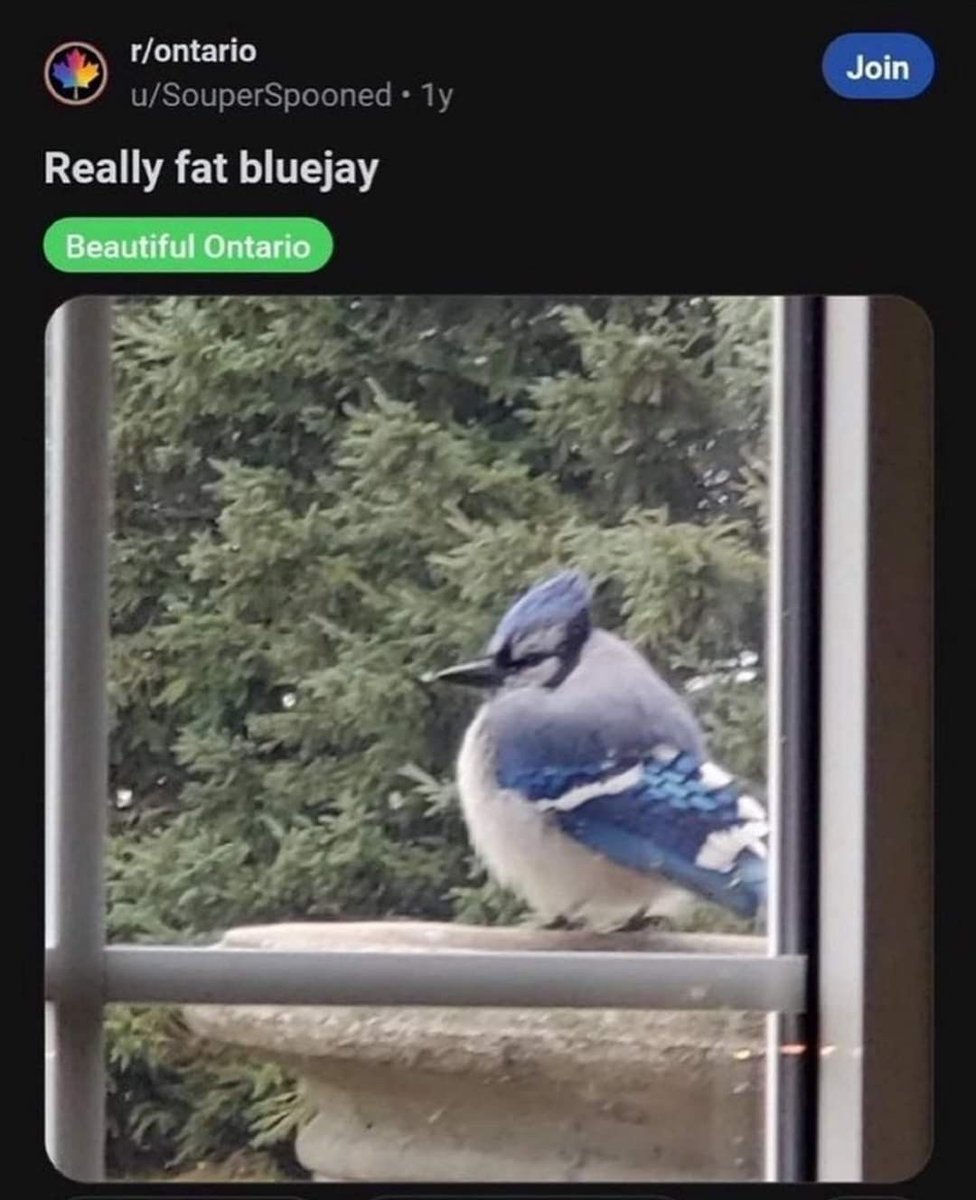 horse dentist tweet media