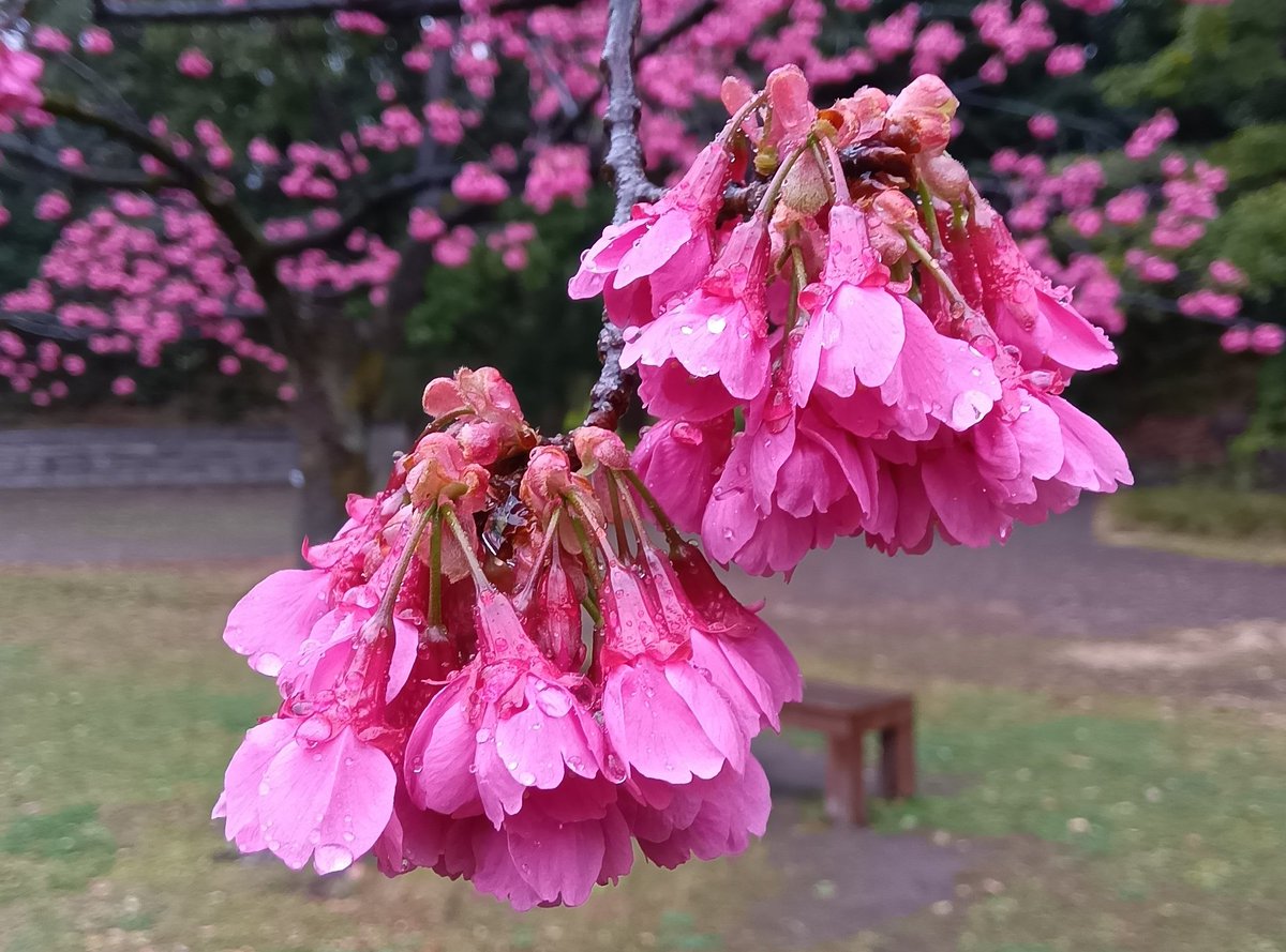 今日は雨降りですが 自由広場にある #カンヒザクラ が満開です🌸このお花も「集まれ～」って感じで きゅうきゅうにくっつき合ってぶら下がってます🍒半開状に垂れ下がって咲くのが特徴です😮
#東京 #江東区
#清澄白河 #大江戸線 #半蔵門線
#清澄庭園 #寒緋桜