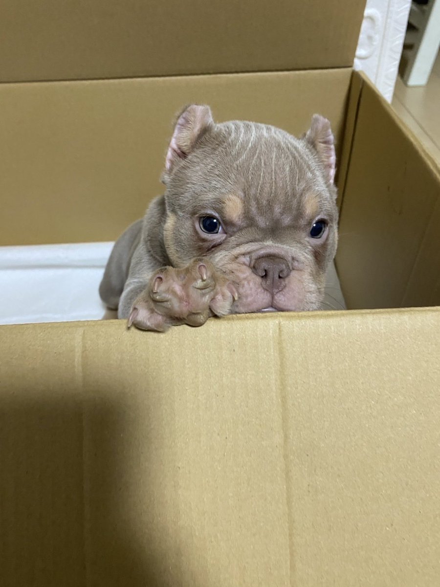 08Shionyan's tweet photo. そーいえばエキゾチックブリーお迎えしました!
激カワ🤦
先住犬のフレブルと仲良くやってくれるといいなー🥺 https://t.co/ZJefVRUfbB