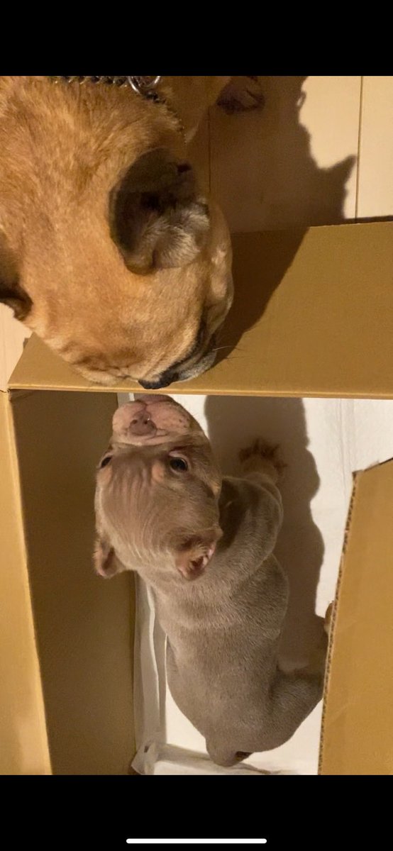 08Shionyan's tweet photo. そーいえばエキゾチックブリーお迎えしました!
激カワ🤦
先住犬のフレブルと仲良くやってくれるといいなー🥺 https://t.co/ZJefVRUfbB
