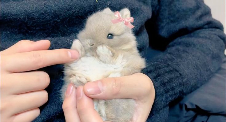 thepopularanimals (@animalpopular9) on Twitter photo 