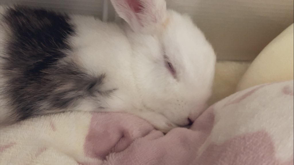 Post by まる on X: #うさぎの日