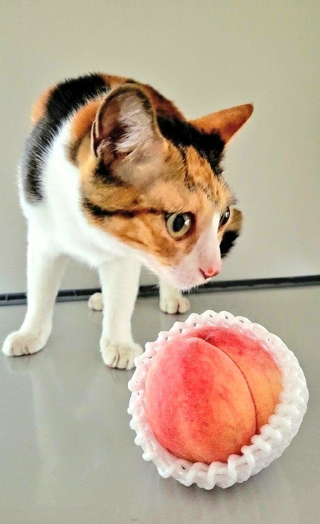 3月3日はもも(♀️3才)の節句
彼氏募集中でーす