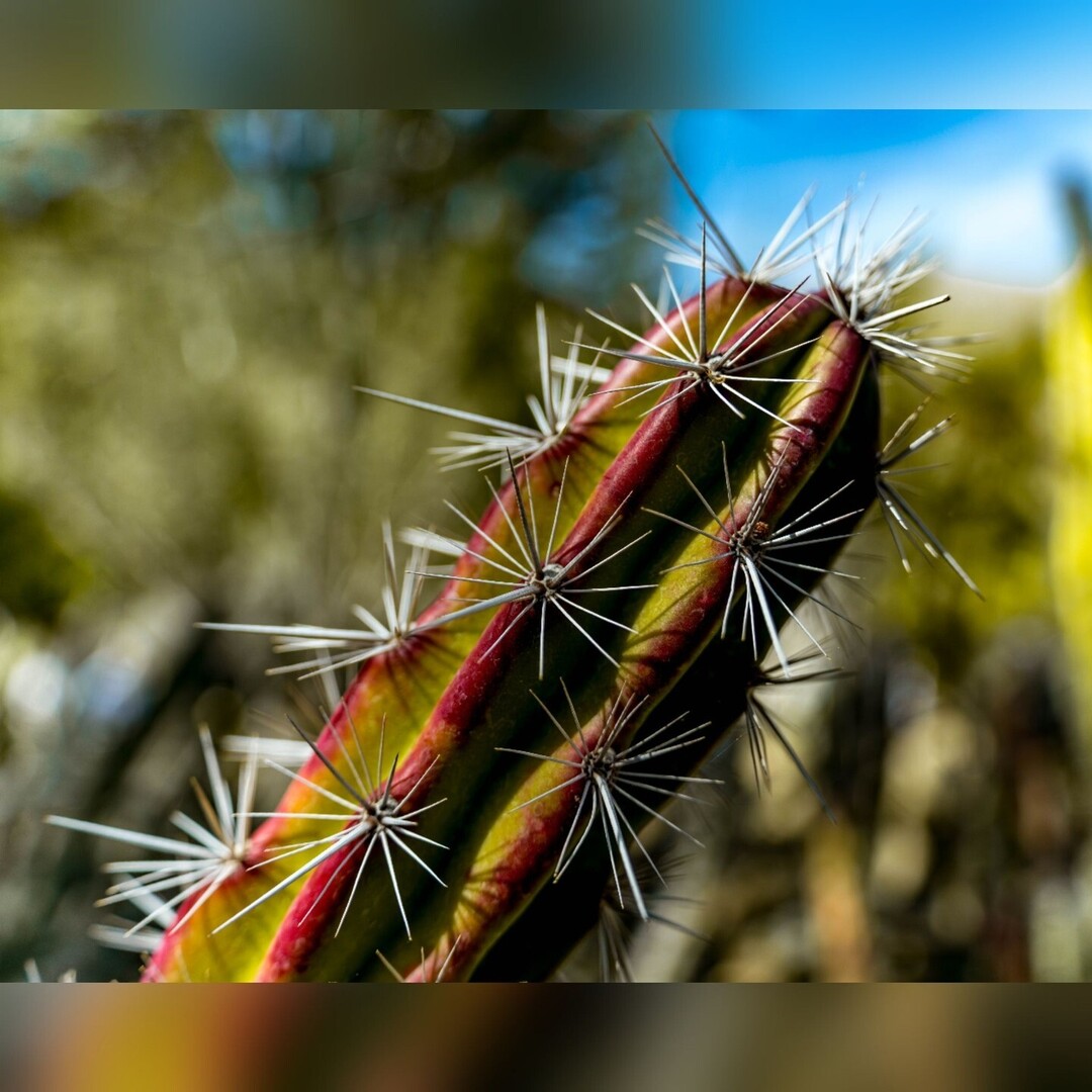 SaunterThruLife's tweet photo. Cacti, textures and patterns from the Moorten Botanical Garden... oooh and some hummingbird babies https://t.co/onG7jnL1jY