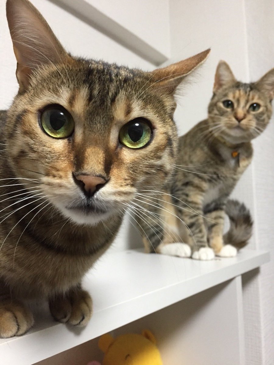 うめのこんぶ tweet media