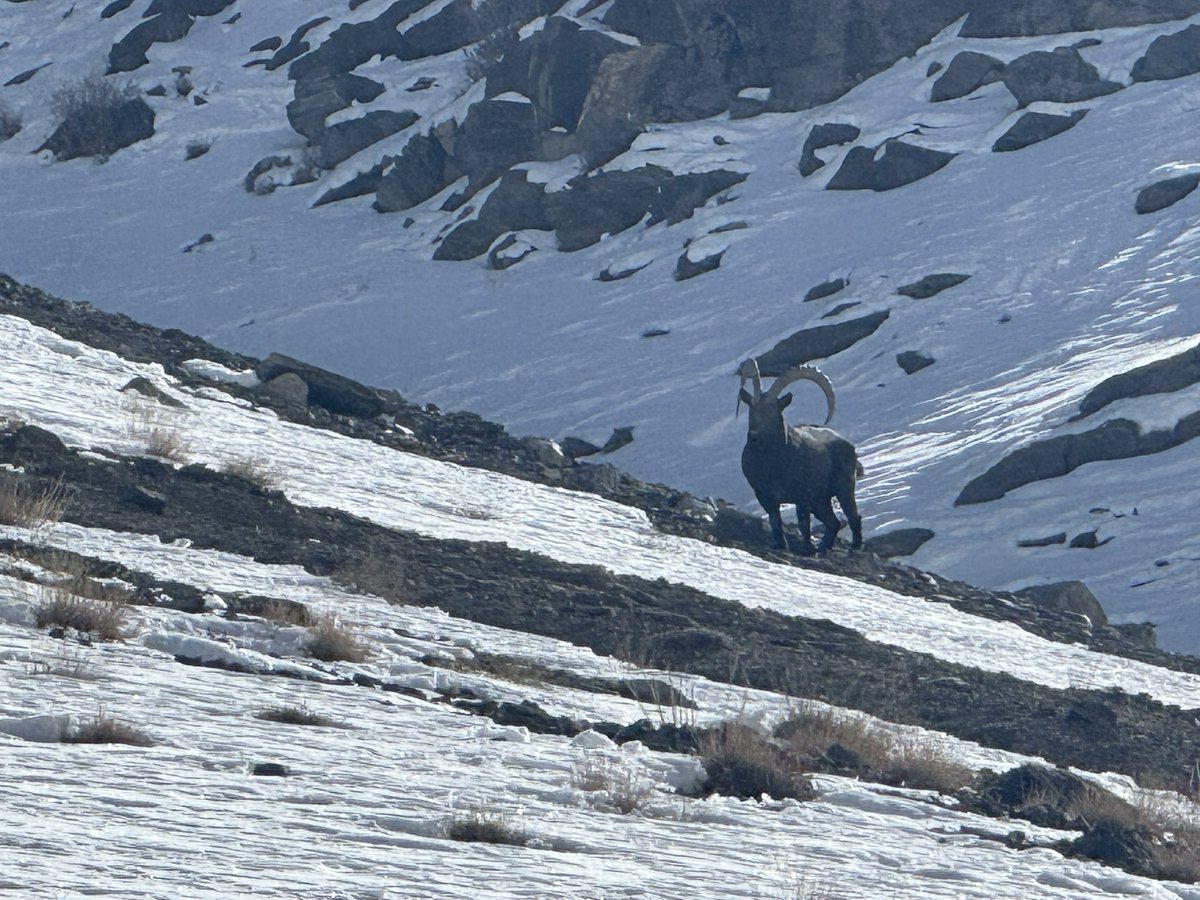 Ladakh boasts of a unique biodiversity and wild life of the Himalayan region . People of Ladakh, have for centuries lived in harmony with wild life . It is a sacred relationship which must be treasured. Celebrating #WorldWildlifeDay