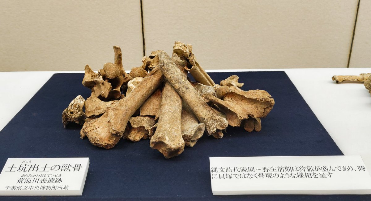千葉市埋蔵文化財調査センター 特別展「#謎多き縄文晩期」見学記 03