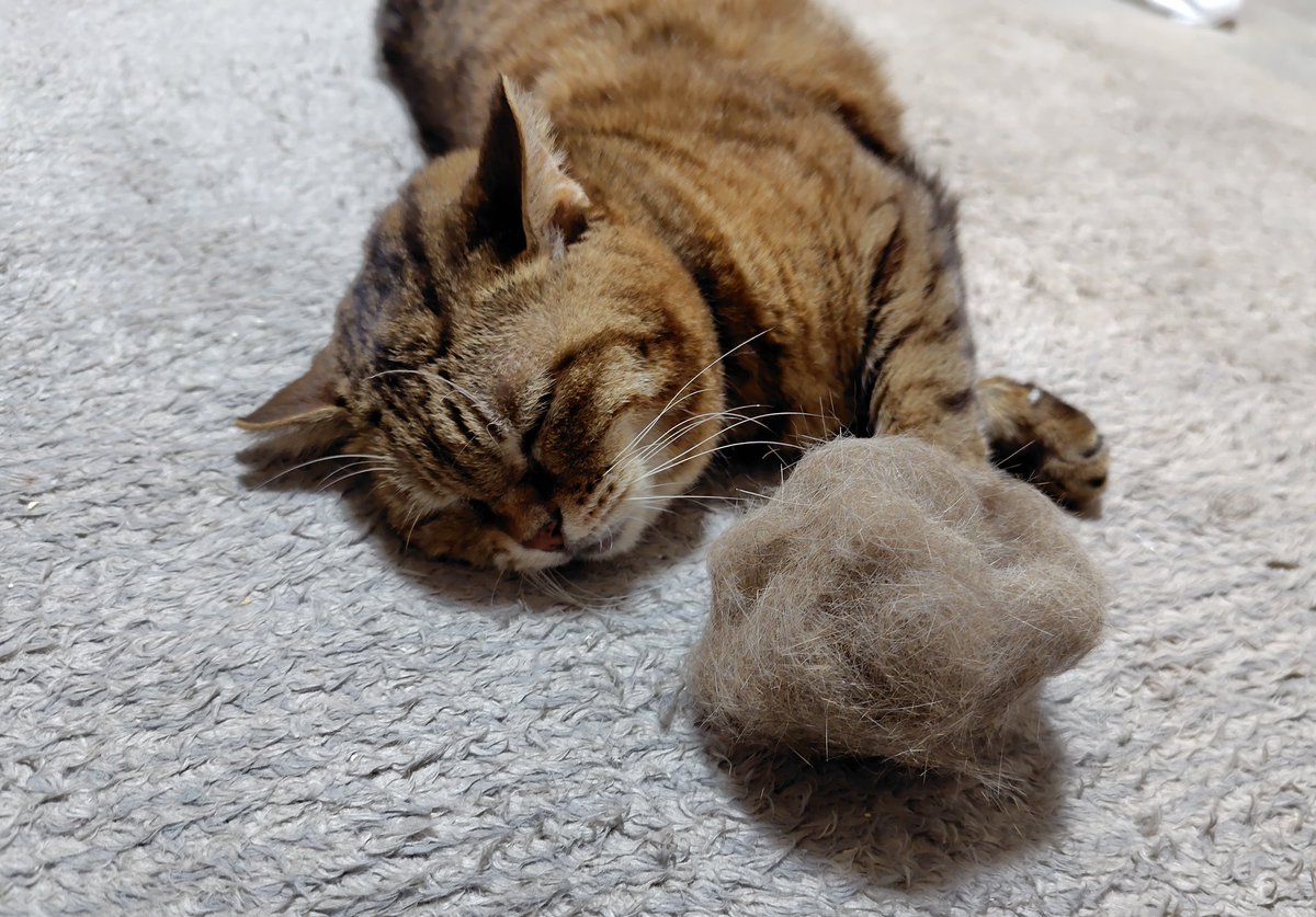 ブラッシングお疲れねんね。