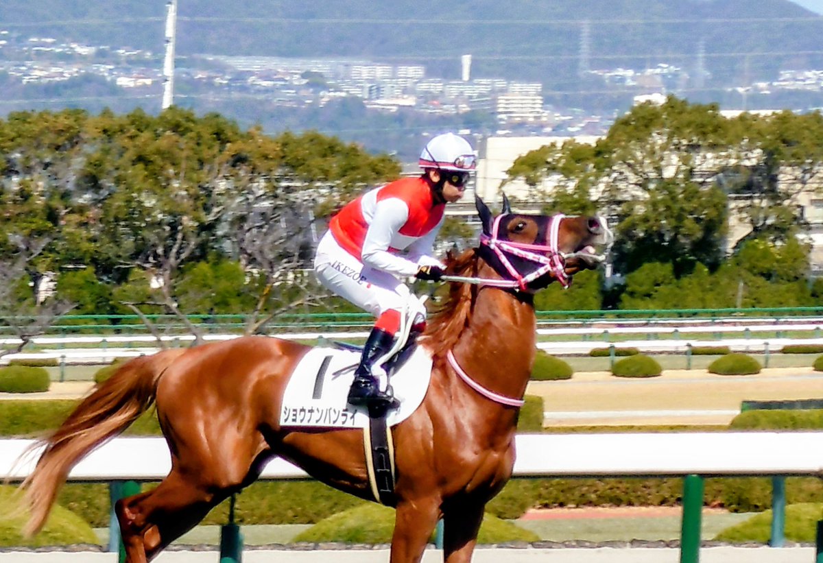 5R ショウナンバンライ オルフェーヴル産駒 池添謙一騎手✨✨ 2026.3