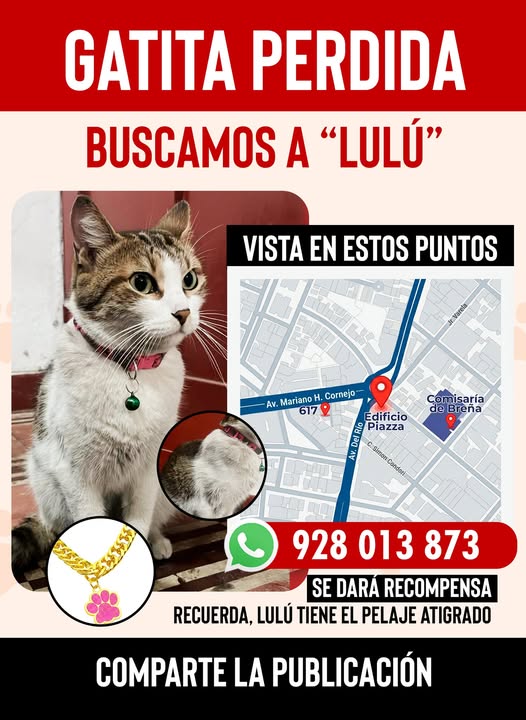 #ATENCIÓN #SeBusca  a gatita LULÚ, se perdió el mes de enero 26 en #Breña, Lima. Darán recompensa a quien la devuelva. Por favor si la has visto o sabes en dónde está llama al 𝟗𝟐𝟖 𝟎𝟏𝟑 𝟖𝟕𝟑. ¡Cualquier dato cuenta! #Comparte por favor. Info: facebook.com/groups/2910446…
