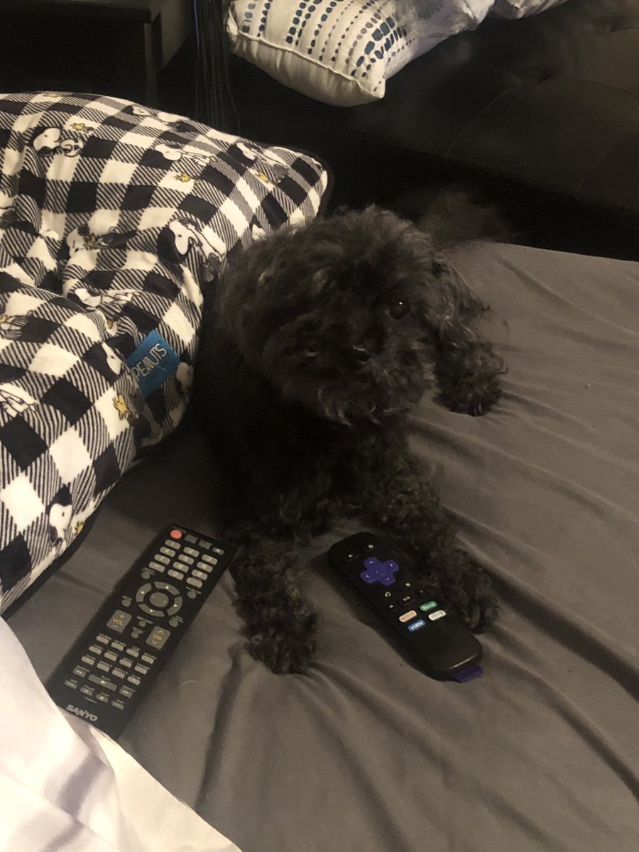 My fursister is running the TV remotes. No telling what we will end up watching.