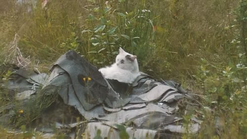 catfilmtaiwan's tweet photo. [第十屆台灣國際貓影展參展藝術家與影片介紹] The 10th Taiwan International Cat Film Festival - 
Participating Artist:

Devin Shears #devinshears 

Dear Devil by Ribbon Tied  3'11" (2017)

https://t.co/0SyVVVbxS9 https://t.co/i0HNMexVzy