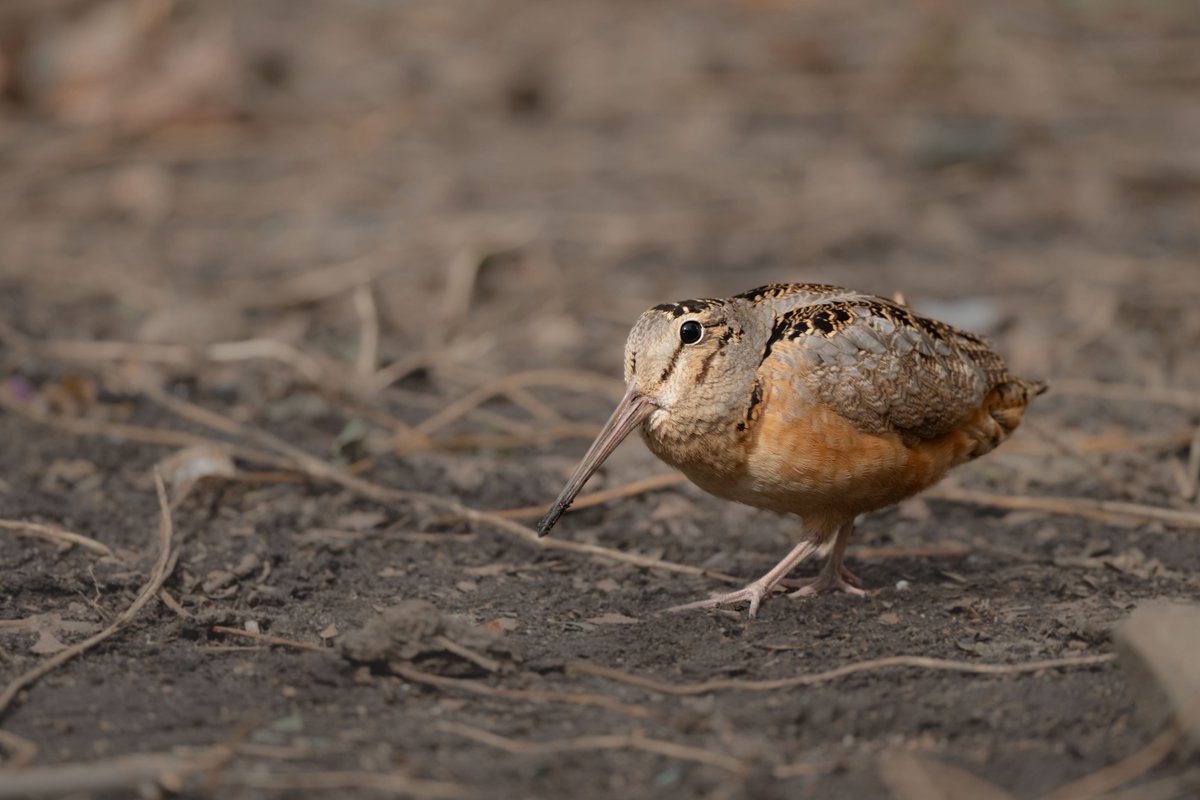 500 Birds tweet media