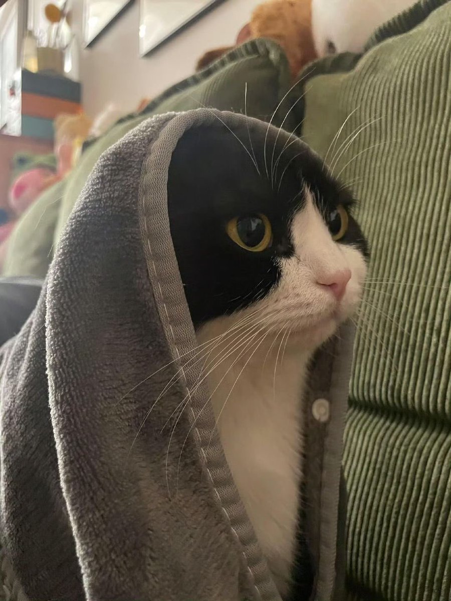 No Context Cats (@nocontextscats) on Twitter photo 