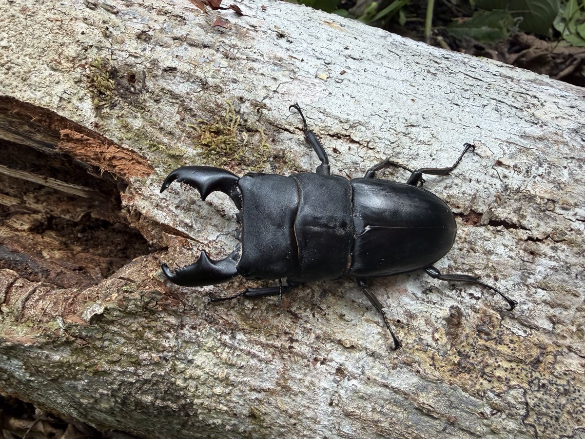 かぶぶくわわ (@mushi_lowkun) / Posts / X