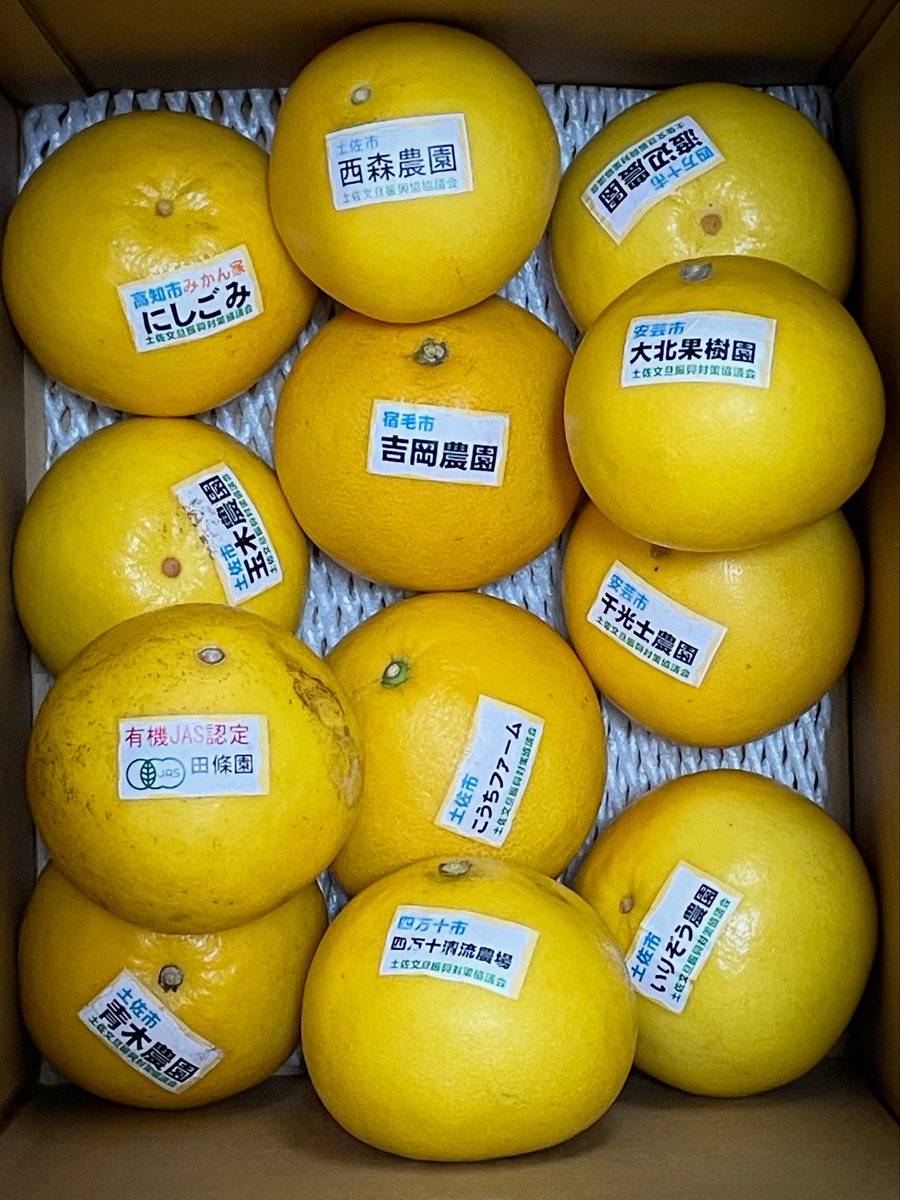 土佐文旦【皇帝セット】
(1)青木農園
(2)みかん屋にしごみ
(3)四万十清流農場
(4)西森農園
(5)千光士農園
(6)いりぞう農園
(4)大北果樹園
(8)吉岡農園
(9)田條園
(10)渡辺農園(農林水産大臣賞🏆)
(11)玉木文旦農園
(12)こうちファーム
同じ品種でも生産者さんや畑が違うと
風味も変わる😋