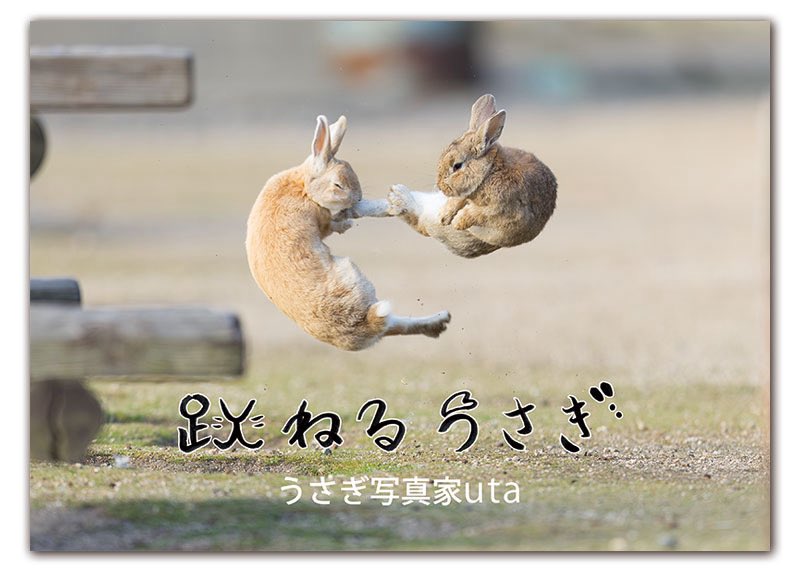 うさぎ写真家　uta tweet media