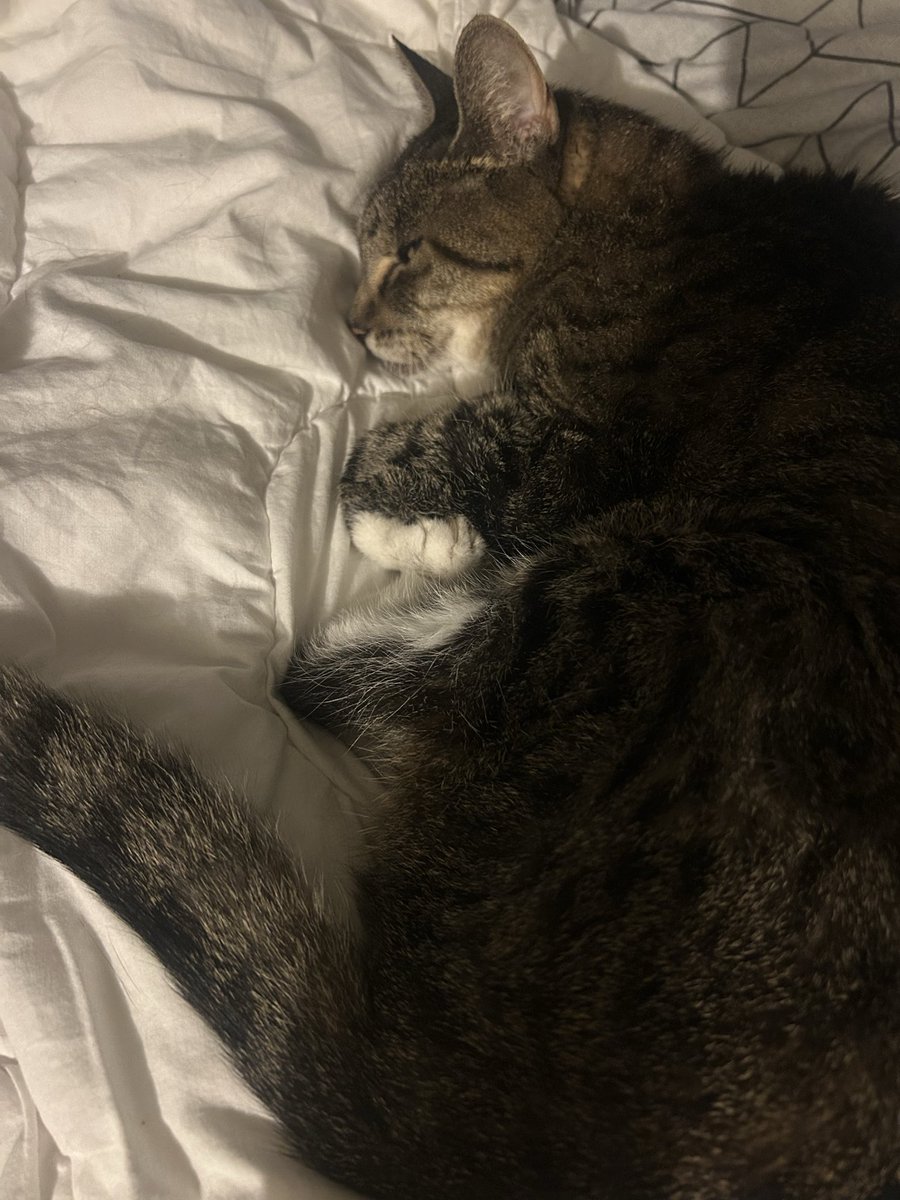 BroBro🇦🇺🏇🏻 tweet media