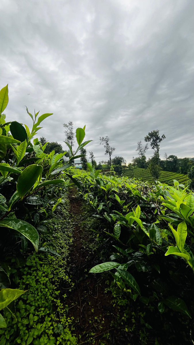 ⠀

                            ไร่รตีวรรณ 🍵
                            อ.ฝาง จ.เชียงใหม่
                            #เมื่อสายลมพัดใจ 

                   ⠀