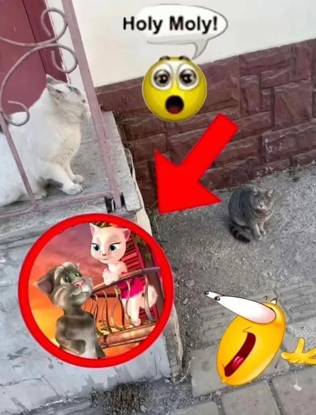 Tweets Of Cats (@tweetsofcats) on Twitter photo 