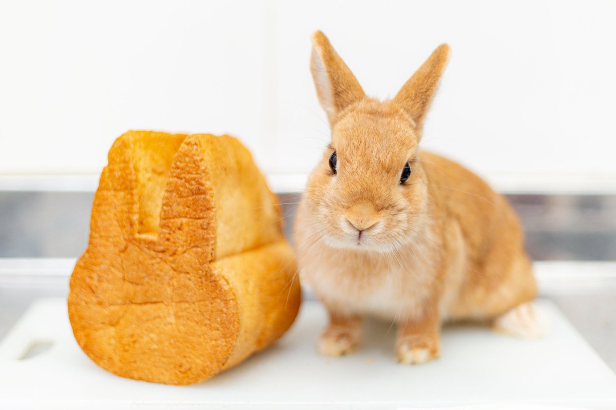 ベーカリー兎座Lepus店主 tweet media