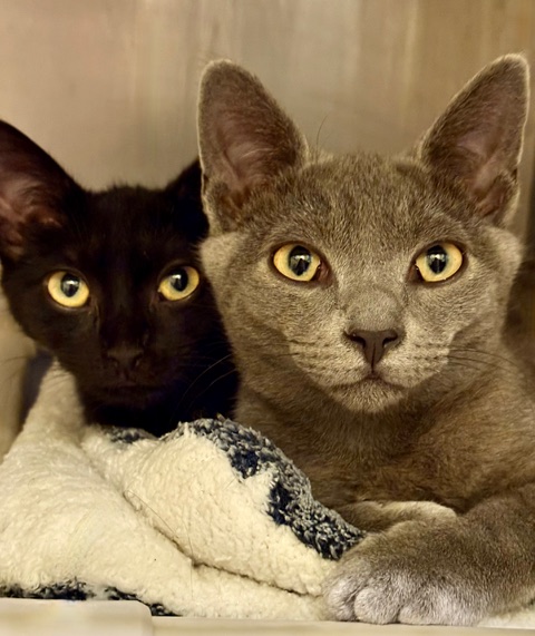 RappCatsAdopt's tweet image. Coco and Finn are the cutest pair in intake!
These little guys are still learning to trust us humans but we're not giving up! 
Every purr we get from them is such a reward ❤️
These little boys will be available for adoption very soon so stay tuned!
#AdoptDontShop #Kittens