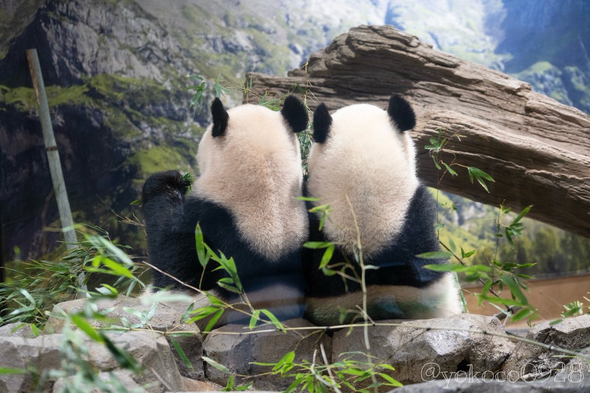 💚🧡2024.3.3のシャオさんとレイちゃん🐼🐼 レイちゃんの背中にも線が