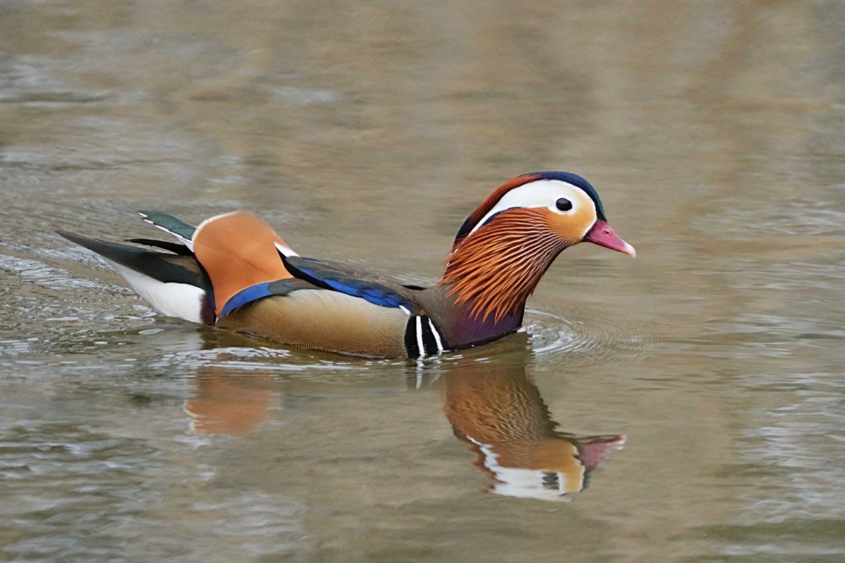 舎人公園に #オシドリ が飛来しました🦆✨ 鮮やかな羽色がとても綺麗で