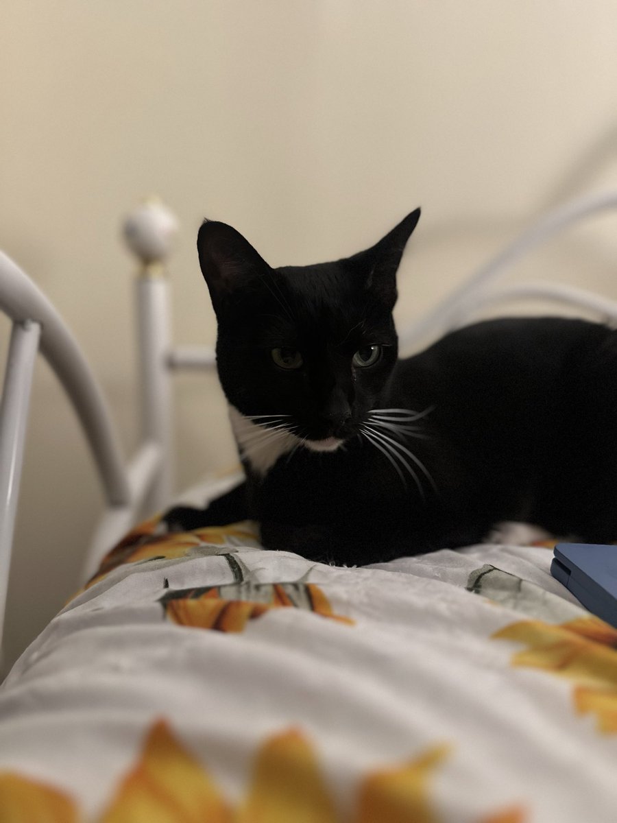 dovethedivine's tweet photo. Today we scheduled & paid for our consult with UPenn.
We also completed some pre-op testing!:
- IV & SQ fluids
- B12 Injection
- Urinalysis & UPC/r
- Chem 10 & T4 Bloodwork
Please share & donate to help us reach our next milestone of $2400!#SaveMango❤️
https://t.co/7LxreYLmkH https://t.co/kspLWcFq5c