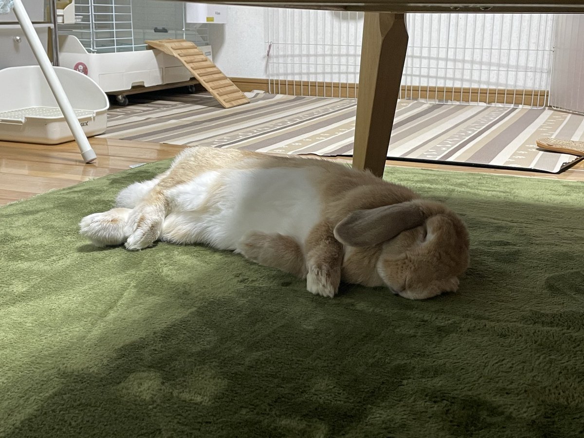 pochakomugi's tweet photo. ひるね🐰 https://t.co/0B7vdsoChl