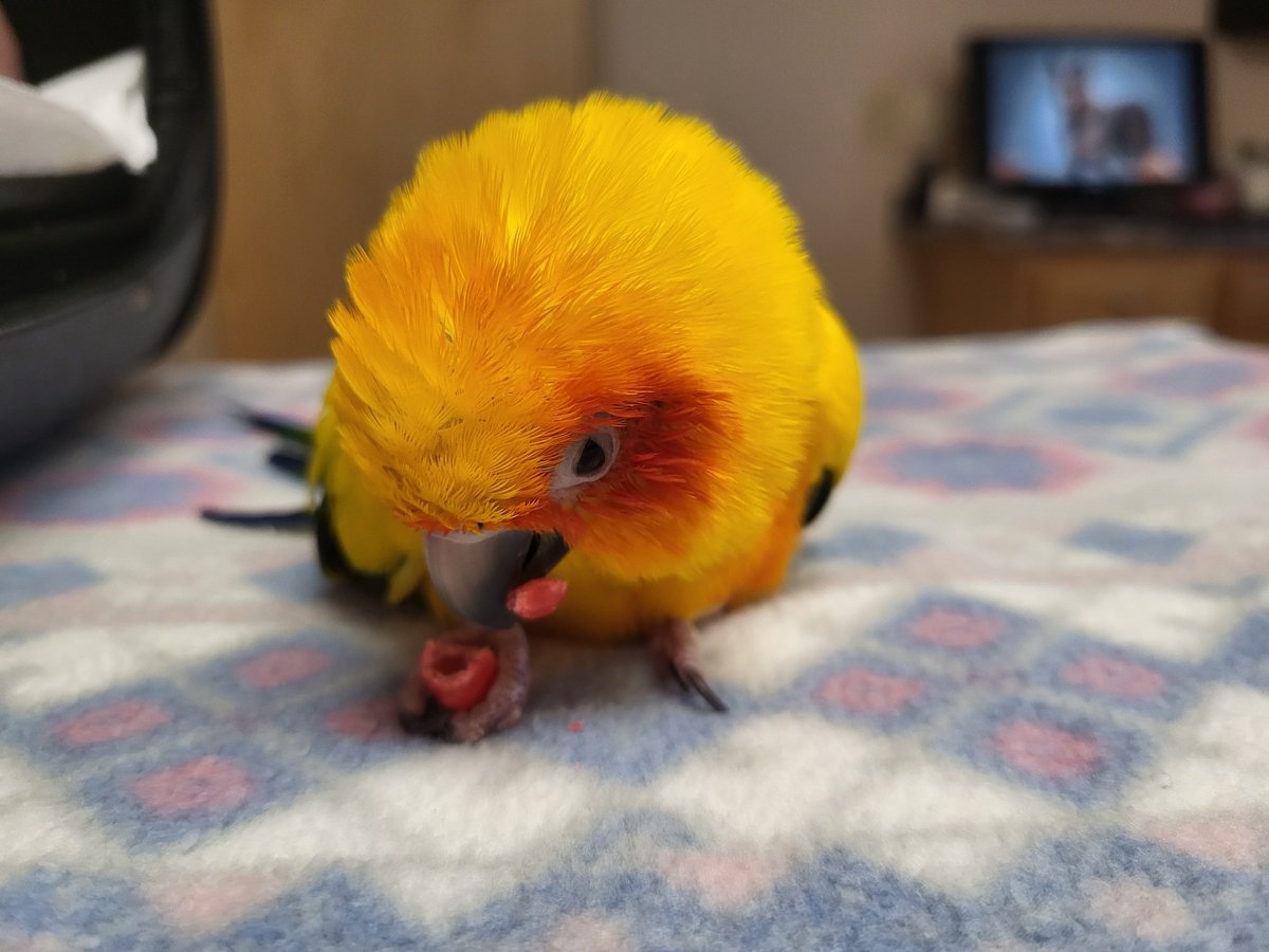 Pepper and Pals tweet media