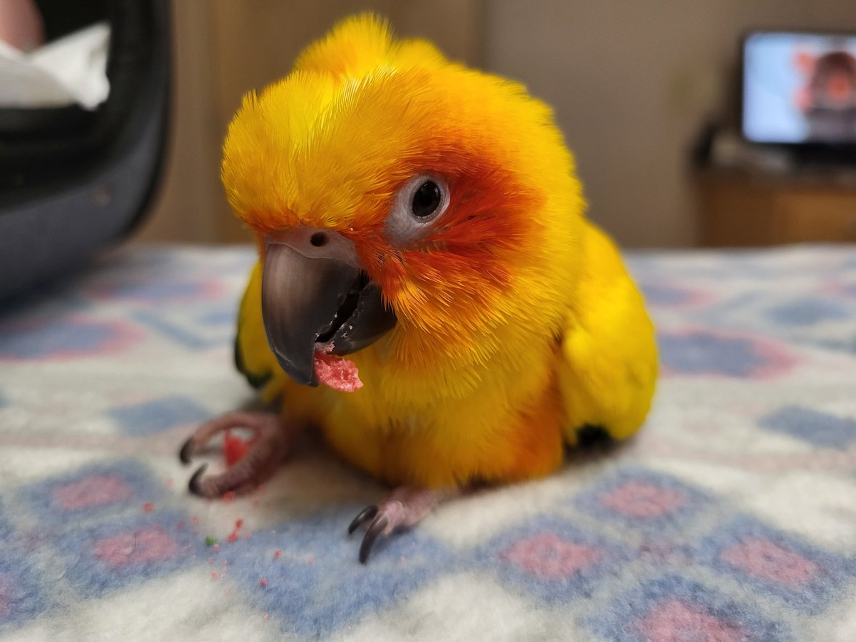 Pepper and Pals tweet media