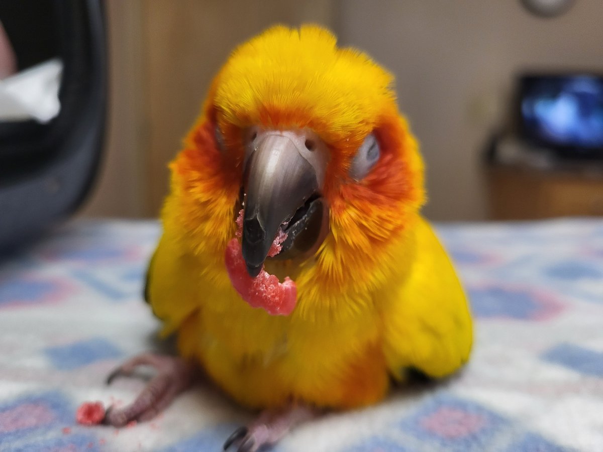 Pepper and Pals tweet media