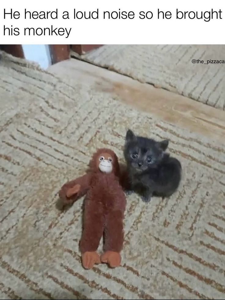 Posts Of Cats tweet media