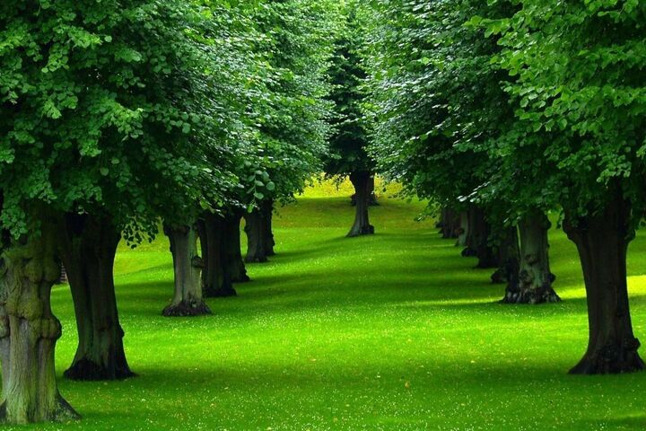 🌳الأشجار رئة الأرض  وصمّام أمان للمناخ
تمتص الكربون وتخفف الاحتباس الحراري.
تلطّف الحرارة وتزيد الرطوبة.
تحسّن جودة الهواء وتثبت التربة.
كل شجرة تُزرع هي خطوة لحماية المناخ 🌍