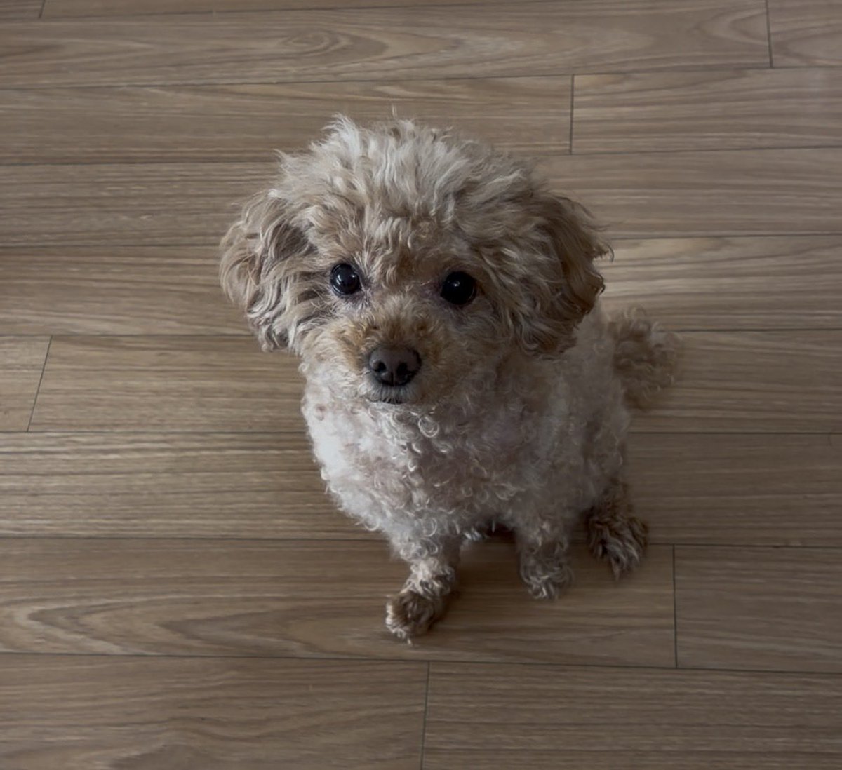 푸들 새찌 tweet media