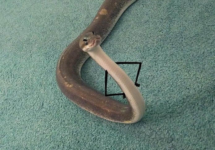 𓆩 𝖈𝖚𝖓𝖙 𓆪 tweet media
