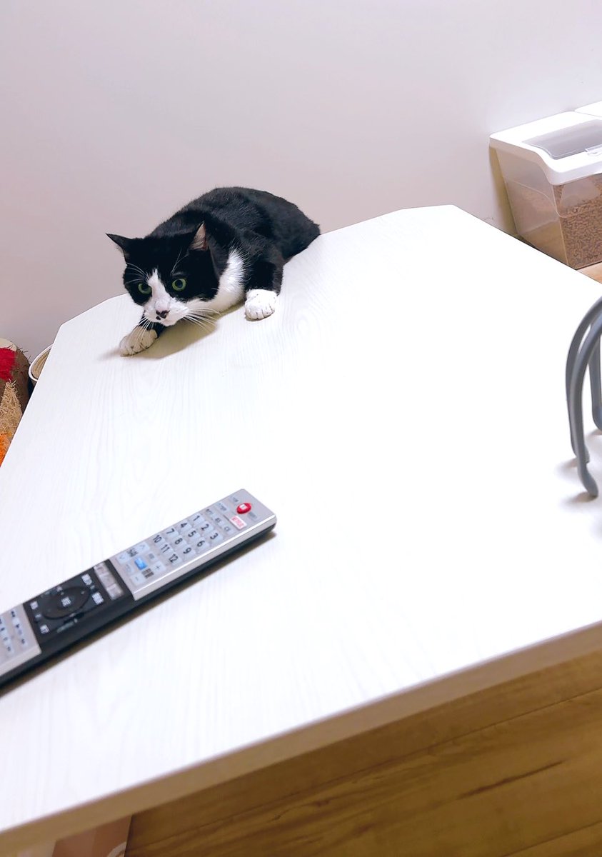 kodou428's tweet photo. ゴロゴロしてたら落っこちたあずき🤭

#猫のいる暮らし
#猫好きさんと繫がりたい https://t.co/X5fKx0HNoI