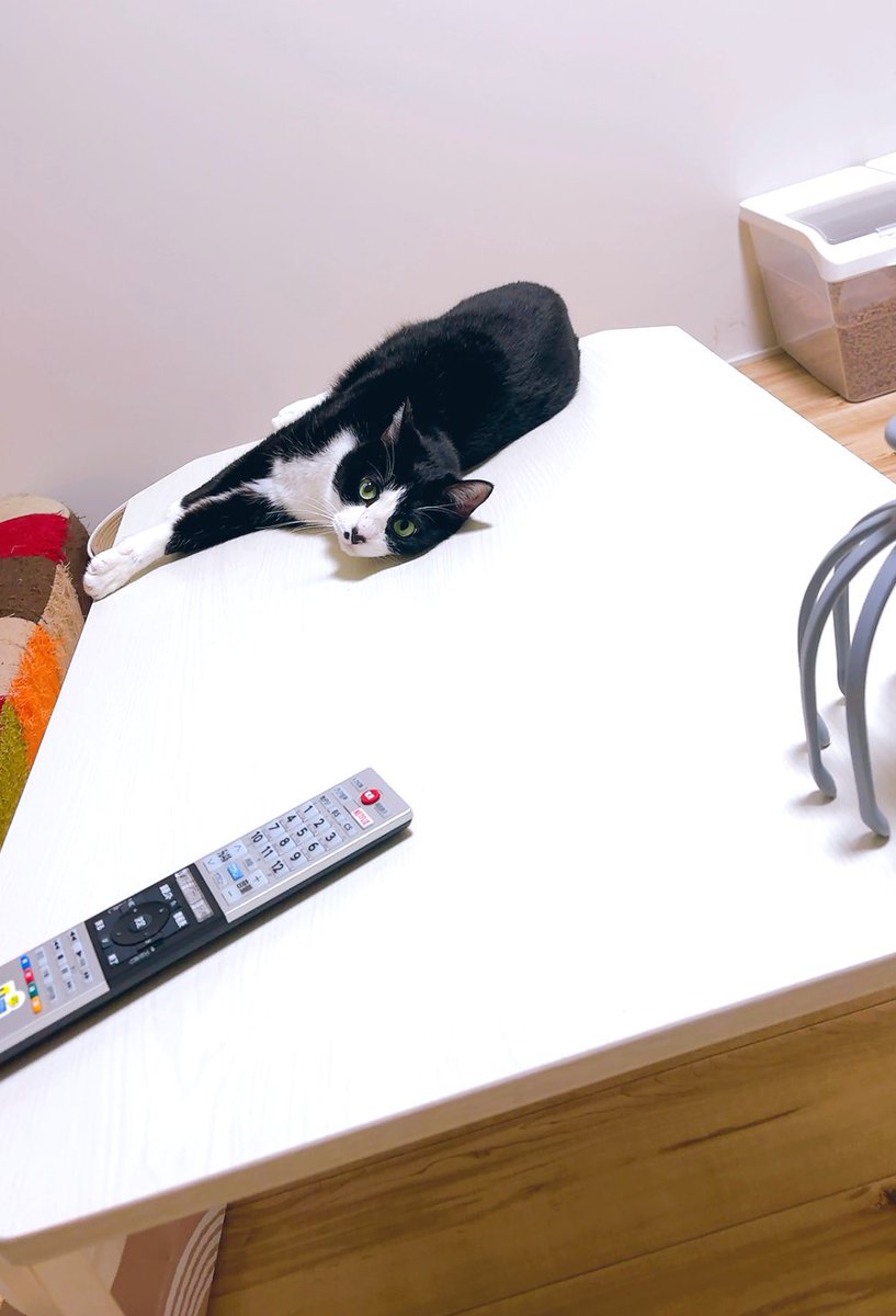 kodou428's tweet photo. ゴロゴロしてたら落っこちたあずき🤭

#猫のいる暮らし
#猫好きさんと繫がりたい https://t.co/X5fKx0HNoI