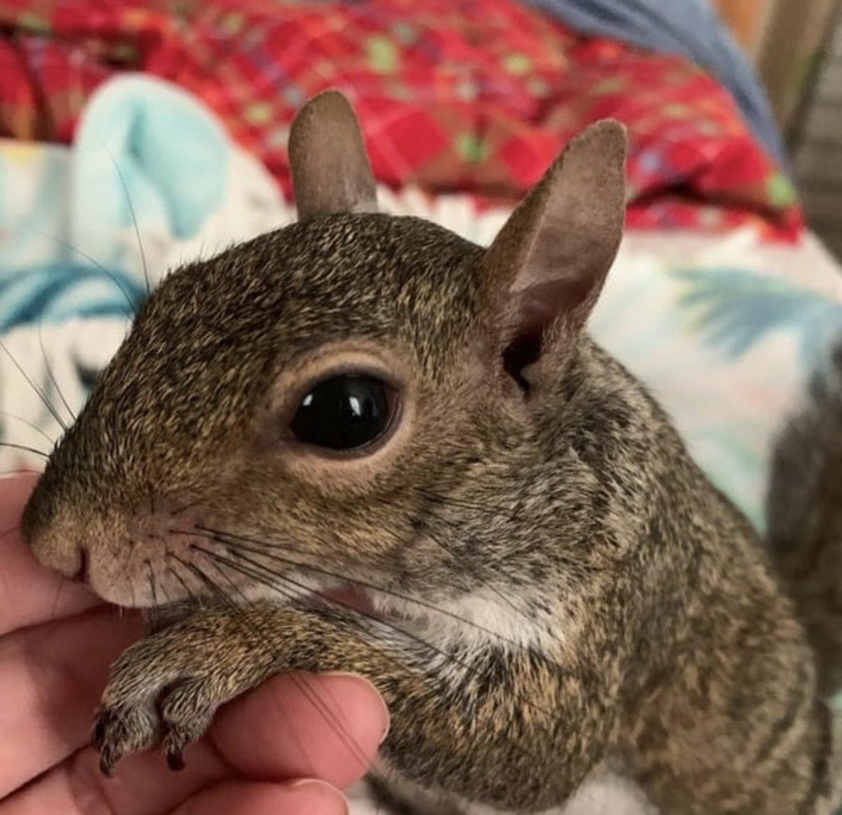 YustusThePlug's tweet photo. @plebonacci $PNUT 2.0 … this is $PIP. 
Cynthia Jenkins (owner of the rescue) is on board 

530k followers on TikTok 

150 followers on insta 

All fees have been redirected to her wallet to help with her animal rescue 

EmmE4vNbe4MH8UxRPpMMax2HgfsZUcuMu5utern7pump https://t.co/R9PqLDo1jk