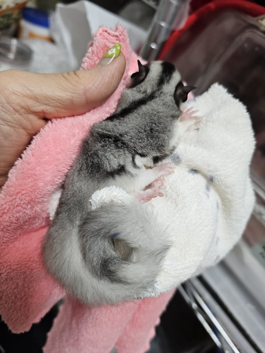 ぷてぃ・あい'ず (@puthieyes) / Posts / X