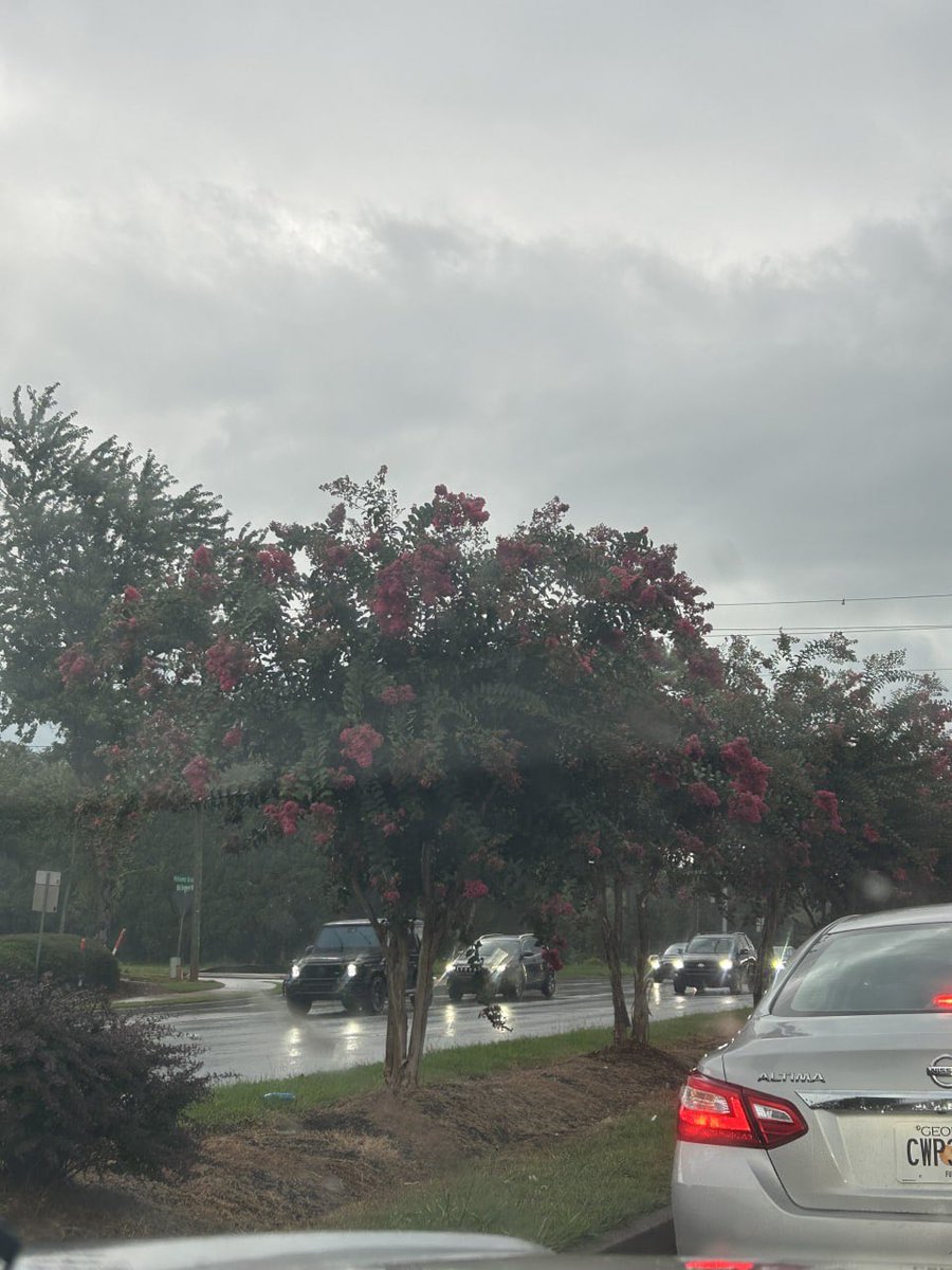 Milliergr3z1's tweet photo. these were so pretty irl https://t.co/hL9GmQaRle