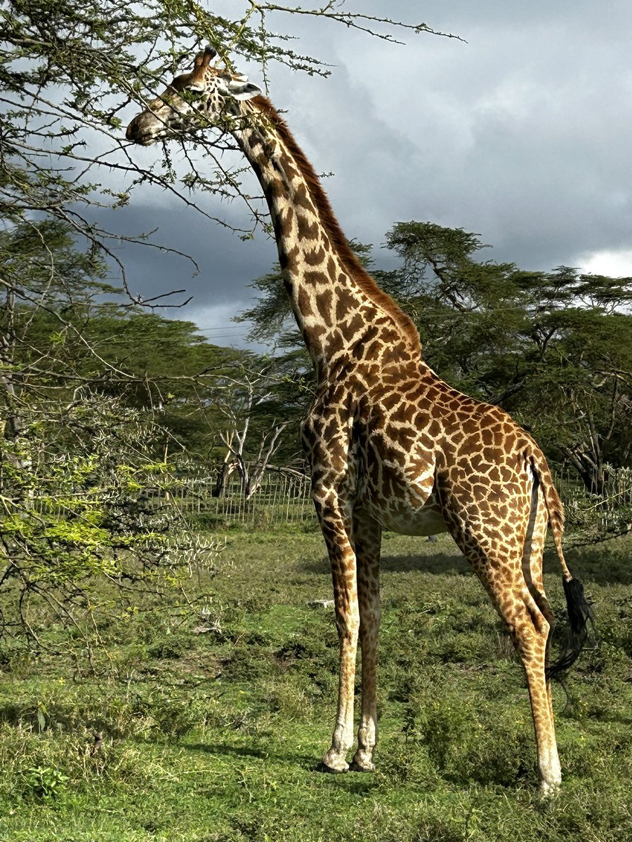 Julius Court tweet media