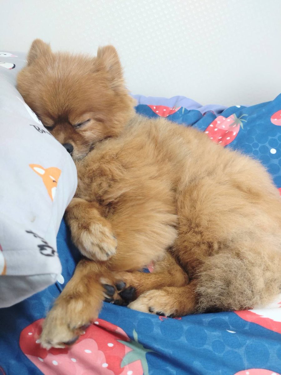 ちゃちゃまる (@chachamaru1000) / Posts / X