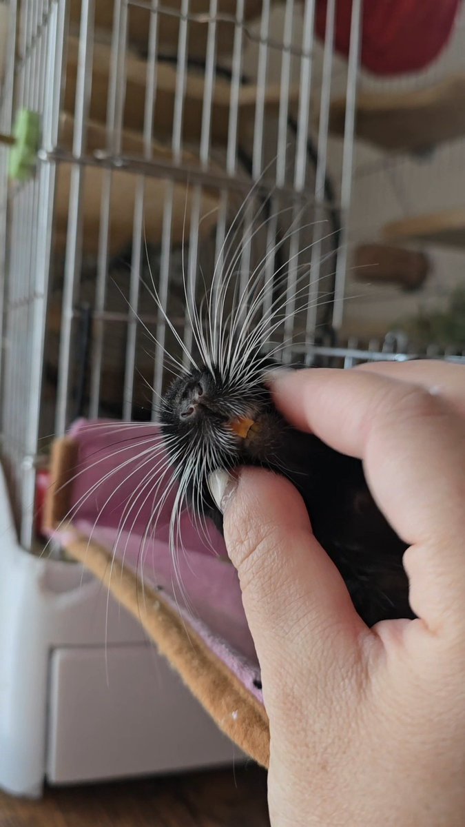 あなた、あざらしだったっけ？