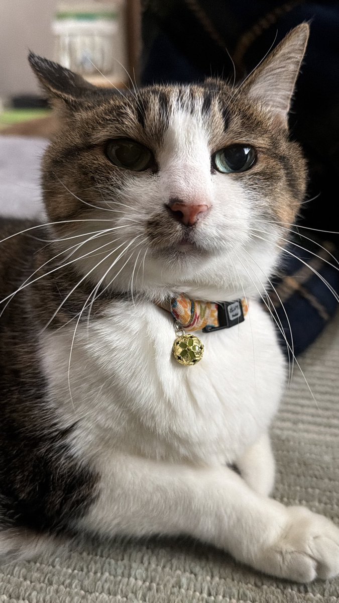 たけし先生(シニア猫チビチビの飼い主) tweet media