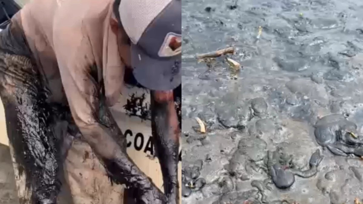 Un grupo de pescadores de Pajapan y Las Barrillas, en Coatzacoalcos, #Veracruz, terminó cubierto de hidrocarburo tras un derrame que contaminó las costas. 

Al salir a faenar en la madrugada, no notaron nada extraño, pero al amanecer hallaron redes negras, sin peces, y lanchas