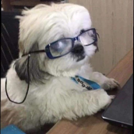 hyperstitiontwo's tweet photo. incrível como um cachorro (shih tzu) foi capaz de escrever um dos livros mais importantes sobre estratégias militares https://t.co/3IdIUnfn59